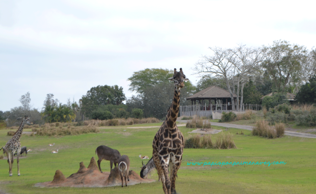 Hollywood-y-Animal-Kingdom10